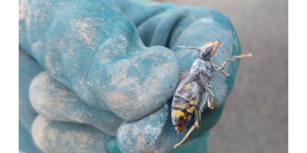 Bastien Mouget, un amoureux des abeilles part en guerre contre le frelon asiatique